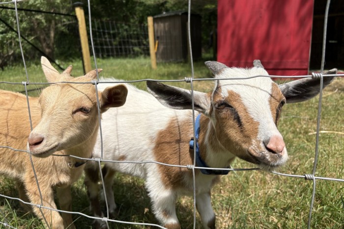 Goats